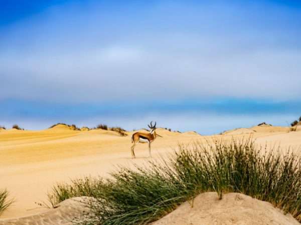 deer in the desert