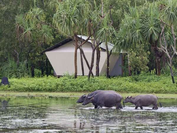 Bamurru-Plains_Top-End_Wildlife_Buffalo-Bungalow-Water_IG