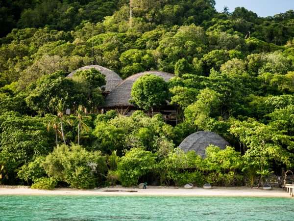 grouper_treetops_and_jules_bar_with_lush_forest_background