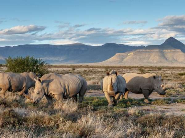 White rhinos. Samara Copyright Mitch Reardon 3MB