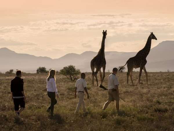 giraffe-tracking-bush-walk-samara-karoo-mountains-landscape-dook