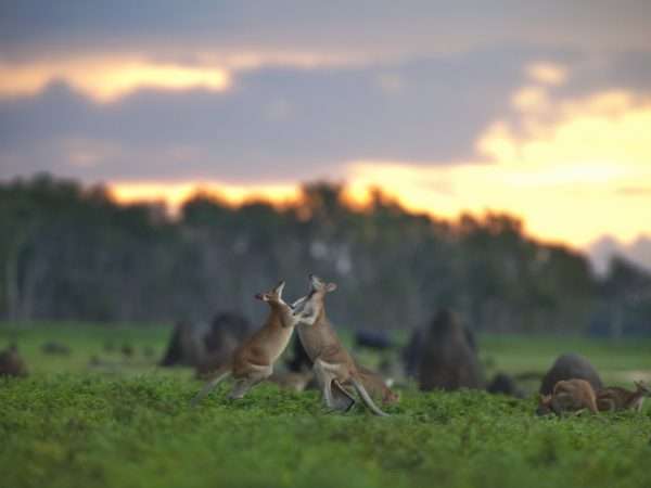 Bamurru-Plains_Top-End_Wildlife_Kanagroo-Fight