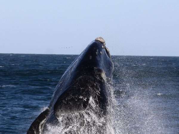 Whale_Sealife-scaled