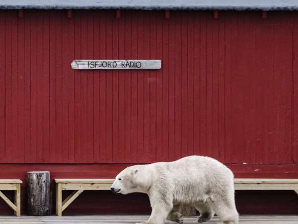 Isbjørn, Polarbear, Ursus maritimus seen at Radio Isfjord Svalbard