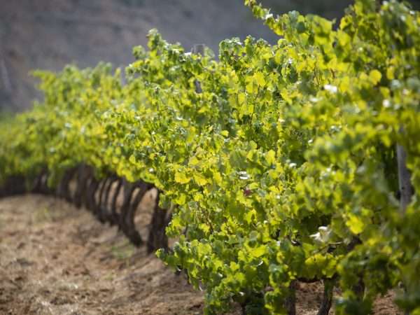 Brookdale Estate - Manor House Vineyards