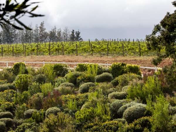 Brookdale Estate - Manor House Vineyards With Mist