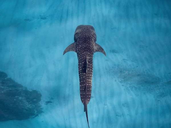 Sal-Salis_Ningaloo-Reef_Whale-Shark-Above-1024x1011