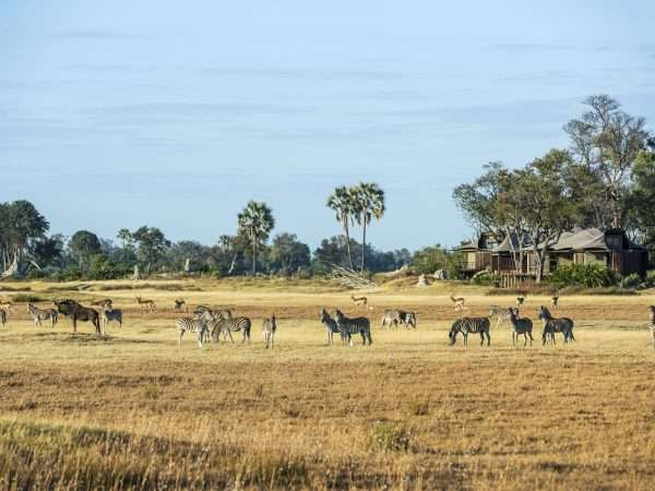 Wildlife in front of lodge