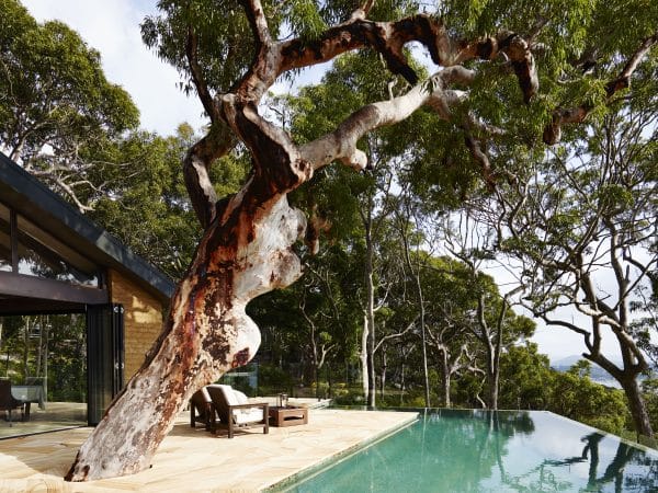 Pretty-Beach-House_Sydney-Surrounds_Infinity-Pool-Tree