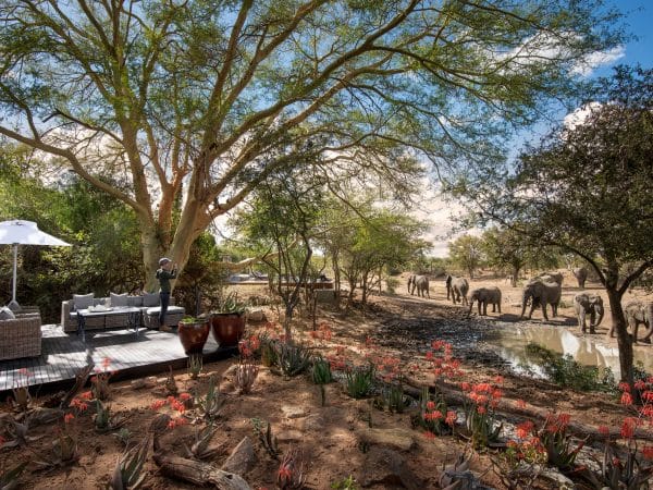 South-Africa-Ngala-Safari-Lodge-guest-area